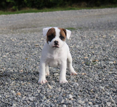 Du Domaine Des Juraires - Staffordshire Bull Terrier - Portée née le 12/10/2024