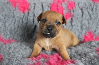 Du Domaine Des Juraires - Staffordshire Bull Terrier - Portée née le 03/02/2022