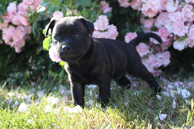 Du Domaine Des Juraires - Staffordshire Bull Terrier - Portée née le 08/05/2022