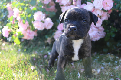 Du Domaine Des Juraires - Staffordshire Bull Terrier - Portée née le 08/05/2022