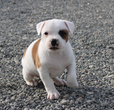 Du Domaine Des Juraires - Staffordshire Bull Terrier - Portée née le 12/10/2024