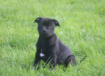 Du Domaine Des Juraires - Staffordshire Bull Terrier - Portée née le 17/08/2024