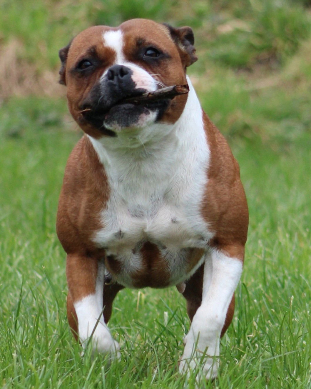 Toujours dans le game Of The Warriors Red Skins