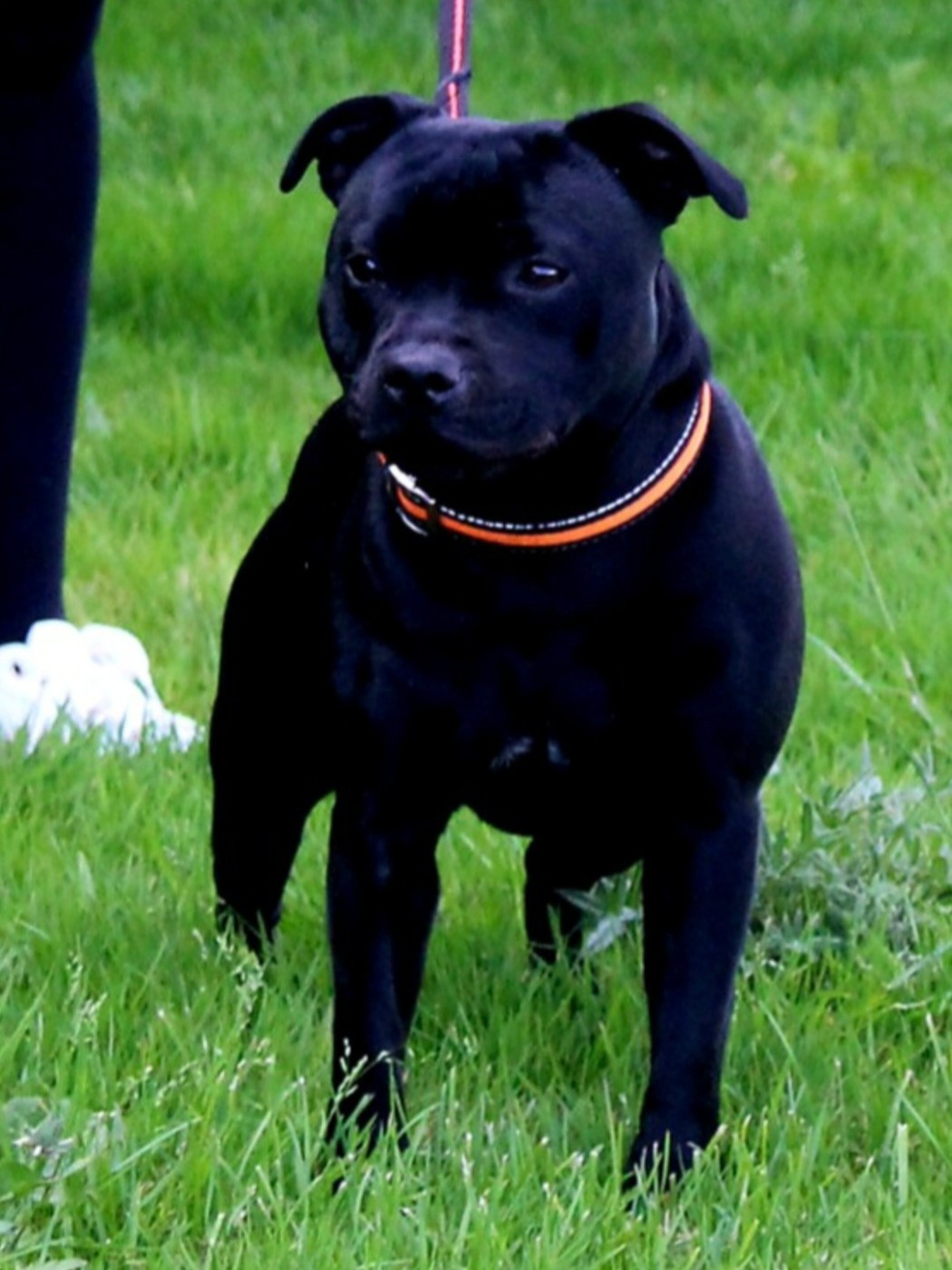 Uppercut to the heart Du Domaine Des Juraires