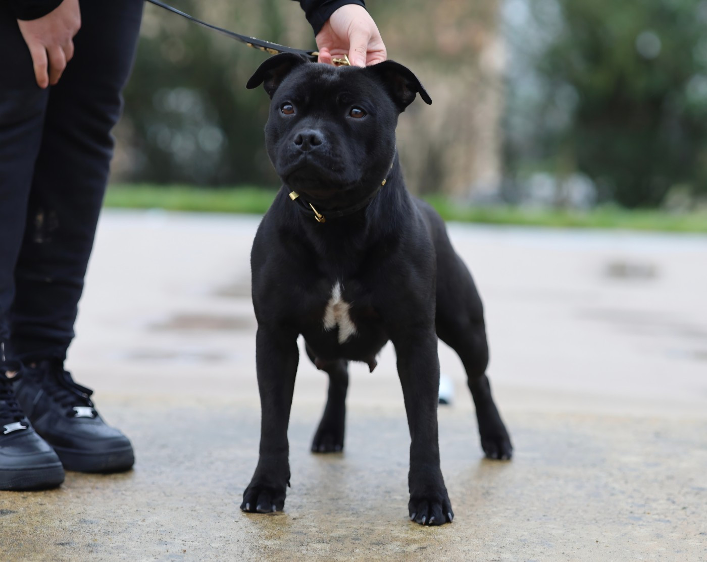 Sally Furious Stafford Arena