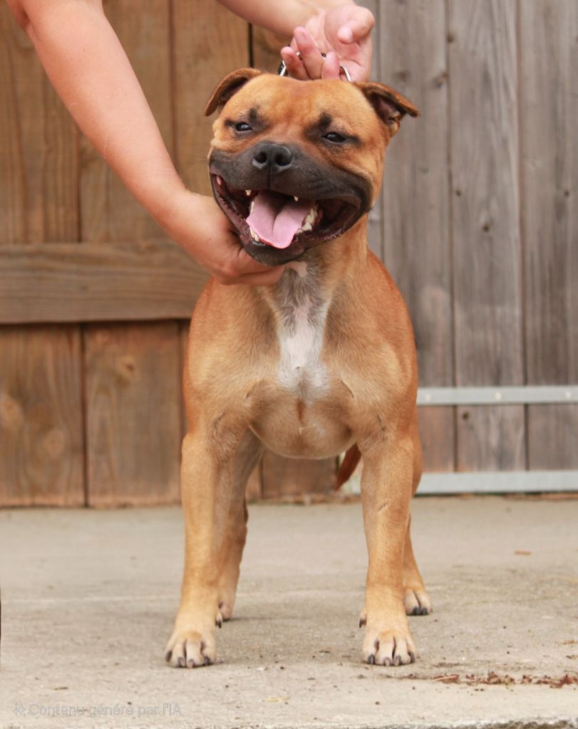 Veni vedi vici Du Domaine Des Juraires