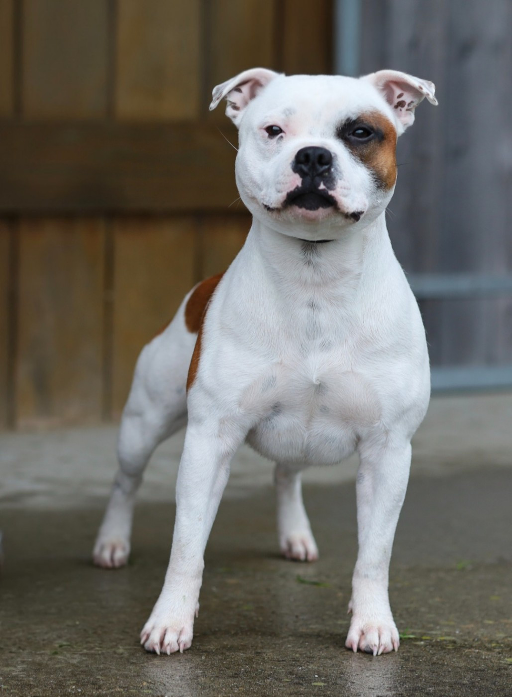 Vortex the snow pearl Du Domaine Des Juraires