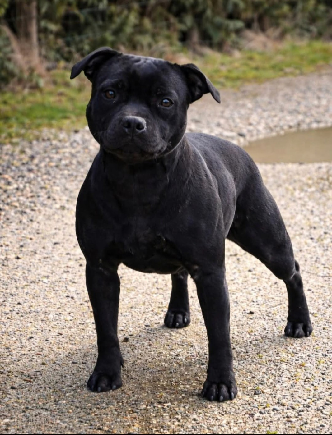 Annunaki of the storm Du Domaine Des Juraires