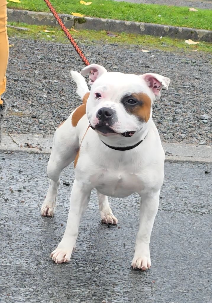 Vortex the snow pearl Du Domaine Des Juraires