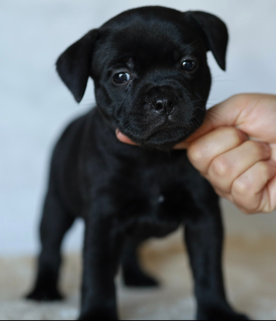 Du Domaine Des Juraires - Chiots disponibles - Staffordshire Bull Terrier