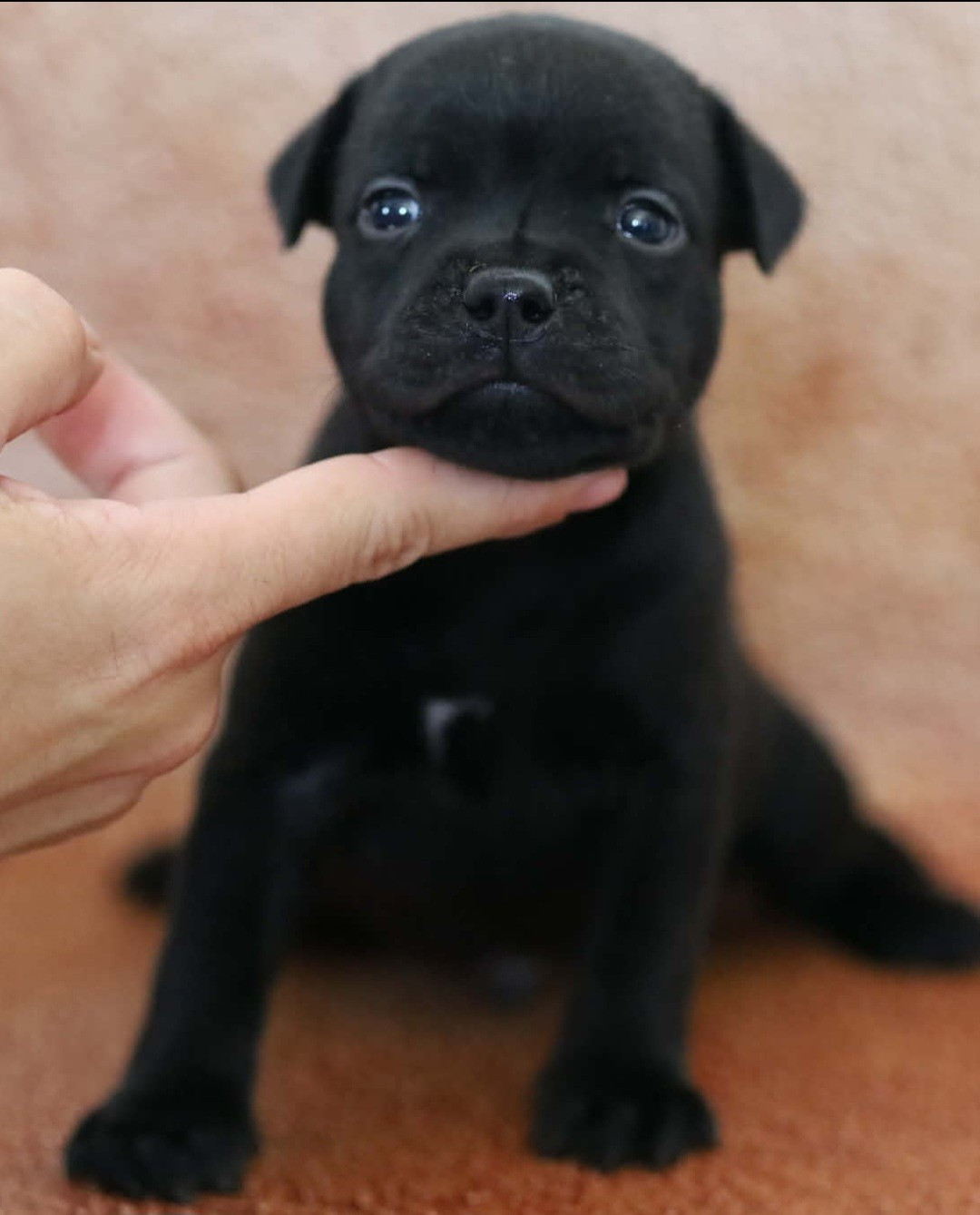 Du Domaine Des Juraires - Chiots disponibles - Staffordshire Bull Terrier
