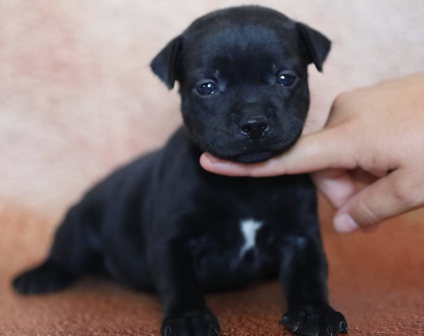Du Domaine Des Juraires - Chiots disponibles - Staffordshire Bull Terrier