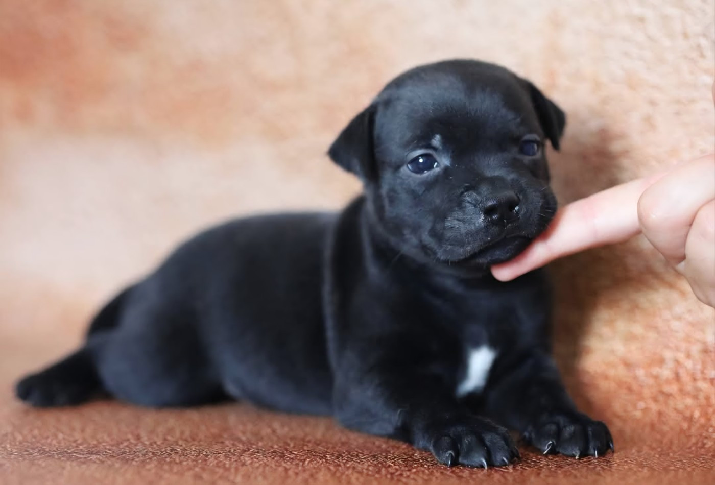 Du Domaine Des Juraires - Chiots disponibles - Staffordshire Bull Terrier