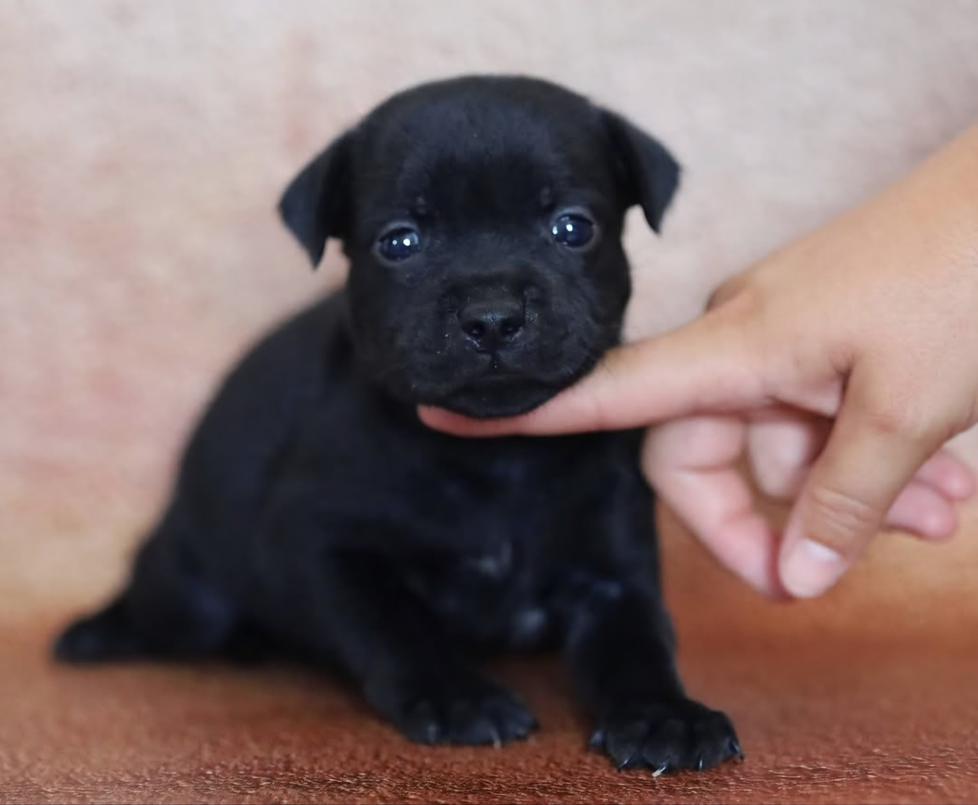 Du Domaine Des Juraires - Chiots disponibles - Staffordshire Bull Terrier