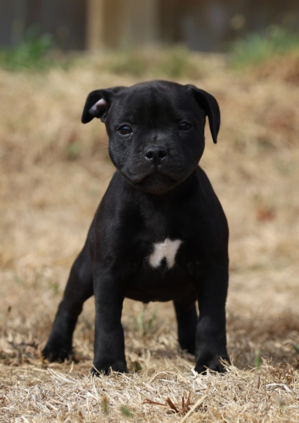 Du Domaine Des Juraires - Chiots disponibles - Staffordshire Bull Terrier