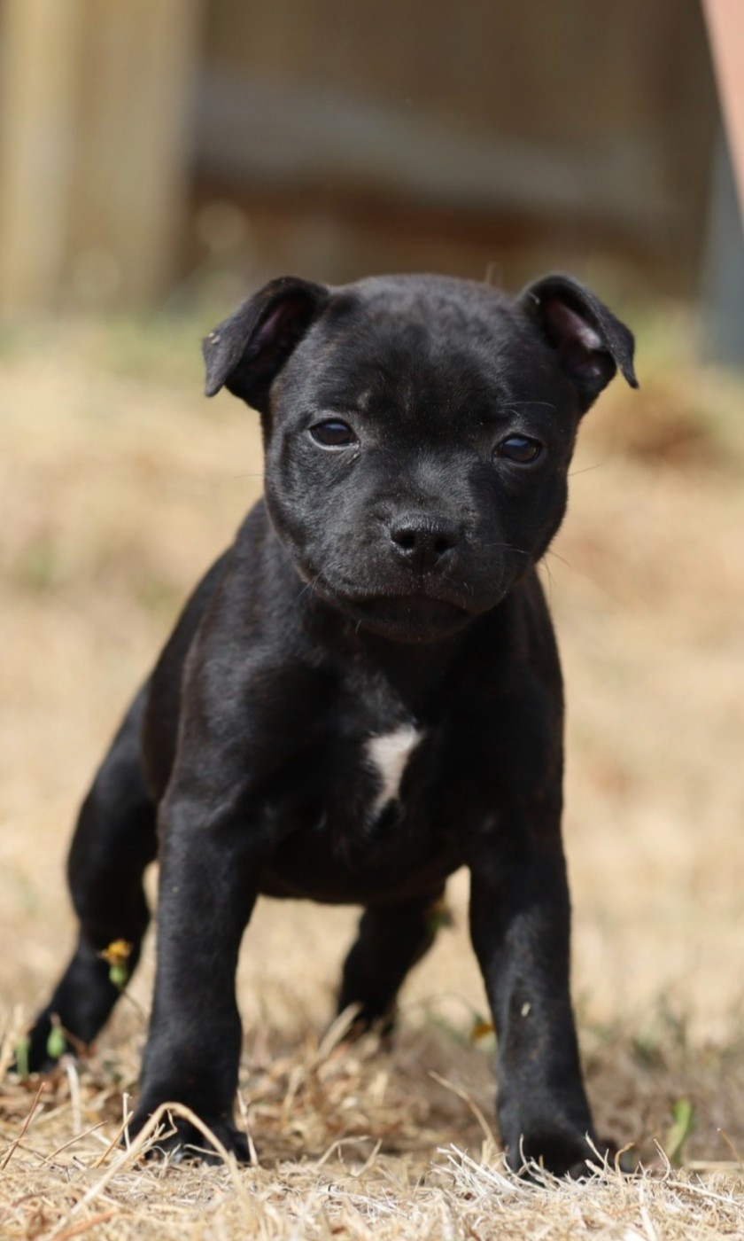Du Domaine Des Juraires - Chiots disponibles - Staffordshire Bull Terrier