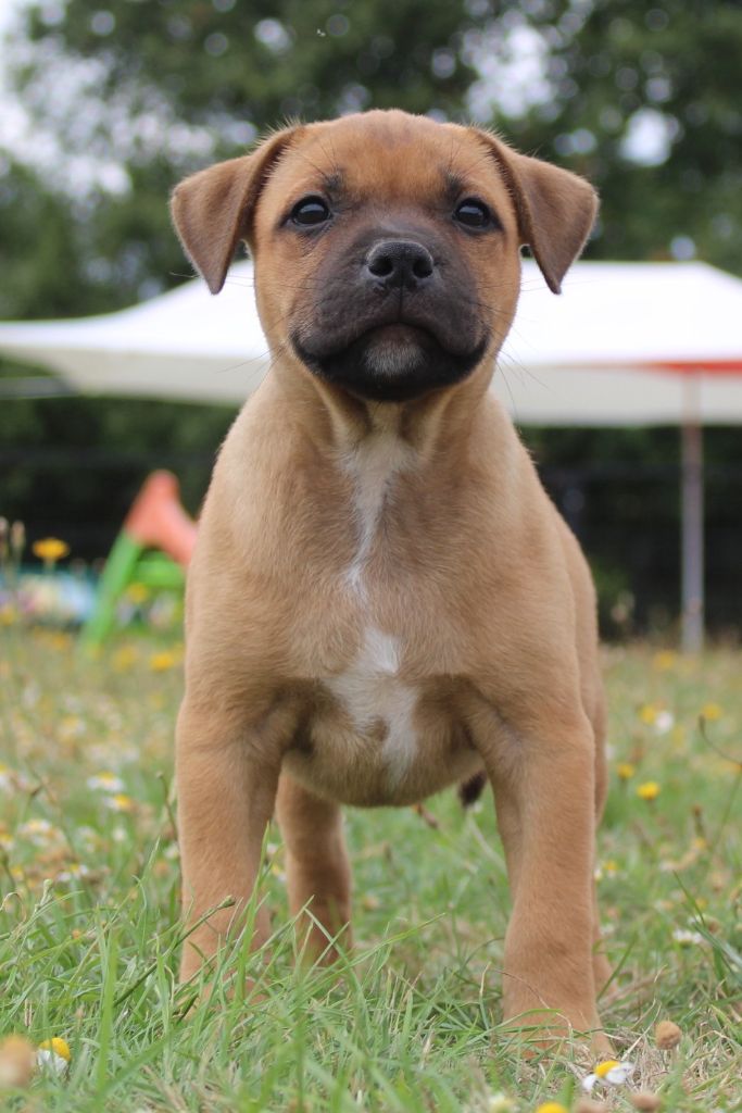Du Domaine Des Juraires - Staffordshire Bull Terrier - Portée née le 11/06/2025