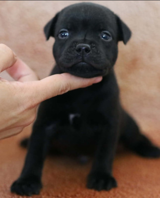 Chiot N°1