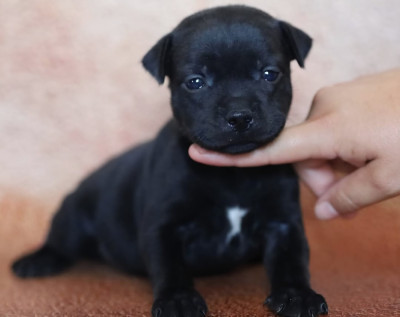 Chiot N°3