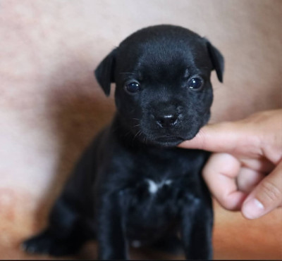 Chiot N°4