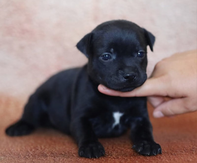 Chiot N°7