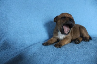 CHIOT