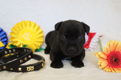 CHIOT