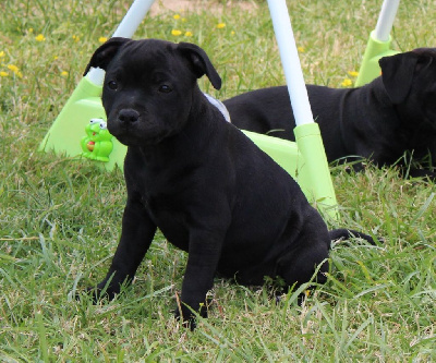 CHIOT 1