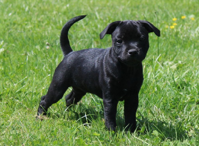 CHIOT 3