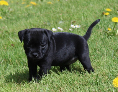 CHIOT 4