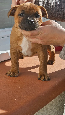 CHIOT 5