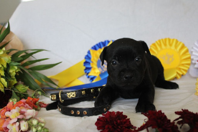 CHIOT