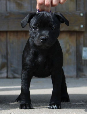 CHIOT 2