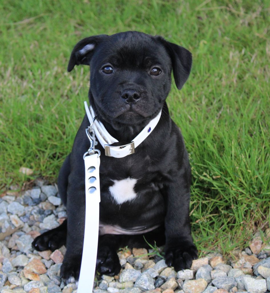 Du Domaine Des Juraires - Chiots disponibles - Staffordshire Bull Terrier