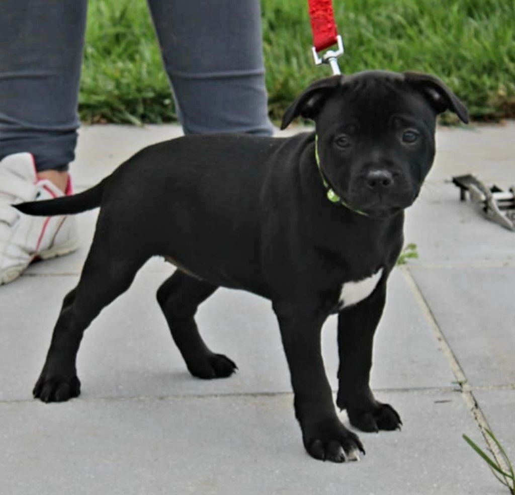 Du Domaine Des Juraires - Staffordshire Bull Terrier - Portée née le 17/08/2024